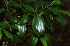 Cryptocarya laevigata