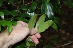 Cryptocarya laevigata