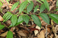 Diospyros fasciculosa