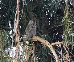 Bubo virginianus