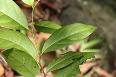 Diospyros fasciculosa