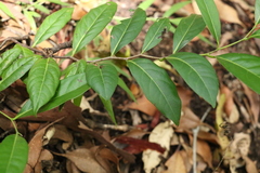 Diospyros fasciculosa