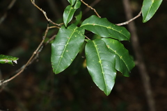 Mischocarpus anodontus