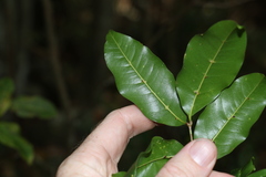 Mischocarpus anodontus