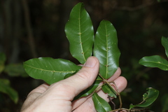 Mischocarpus anodontus