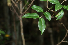 Mischocarpus anodontus