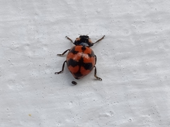 Coccinella transversalis