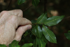 Mischocarpus anodontus