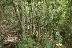 Mischocarpus anodontus