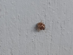 Spermatodes variolosus