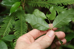 Gynochthodes umbellata