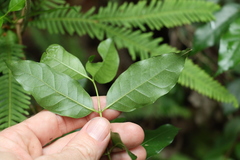 Gynochthodes umbellata