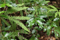 Gynochthodes umbellata