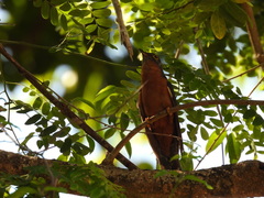 Cacomantis castaneiventris