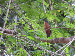 Cacomantis castaneiventris