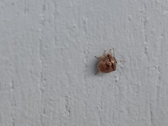 Spermatodes variolosus