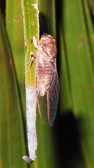 Birrima castanea