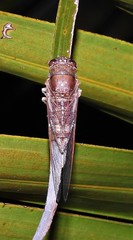 Birrima castanea
