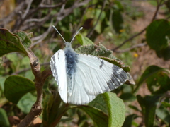 Euchloe insularis