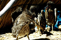 Nycticorax nycticorax