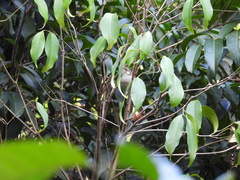 Meliphaga notata