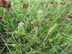 Euphrasia hirtella