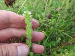Euphrasia hirtella