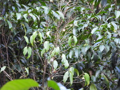 Meliphaga notata