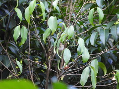 Meliphaga notata