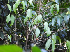 Meliphaga notata
