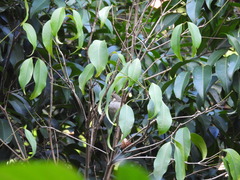 Meliphaga notata