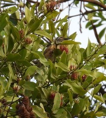 Xanthotis flaviventer