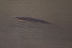 Cyprinus carpio carpio