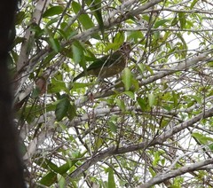 Ailuroedus melanotis