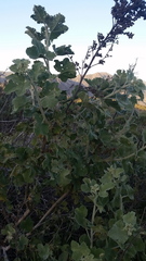 Malacothamnus davidsonii