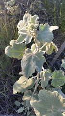 Malacothamnus davidsonii