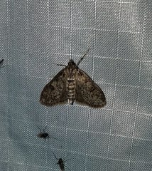 Palpita aenescentalis