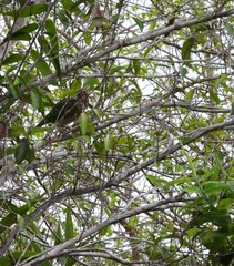 Ailuroedus melanotis