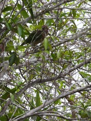 Ailuroedus melanotis