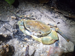 Demanietta renongensis