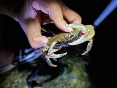 Demanietta renongensis