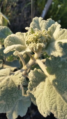 Malacothamnus davidsonii