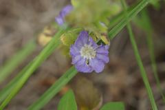 Phacelia patuliflora