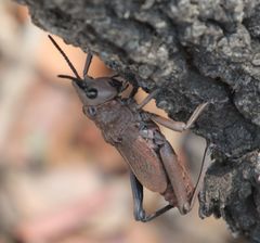 Dictyophorus griseus