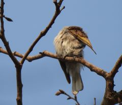 Indicatoridae