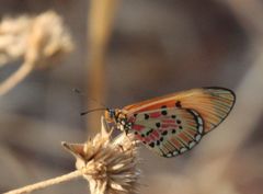 Acraea induna induna