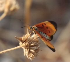 Acraea induna induna