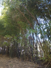 Phyllostachys nigra nigra