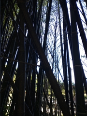 Phyllostachys nigra nigra