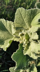 Malacothamnus davidsonii